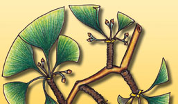 NATUROPATIA E FISIOTERAPIA